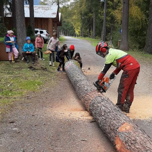 Baum fällt 8