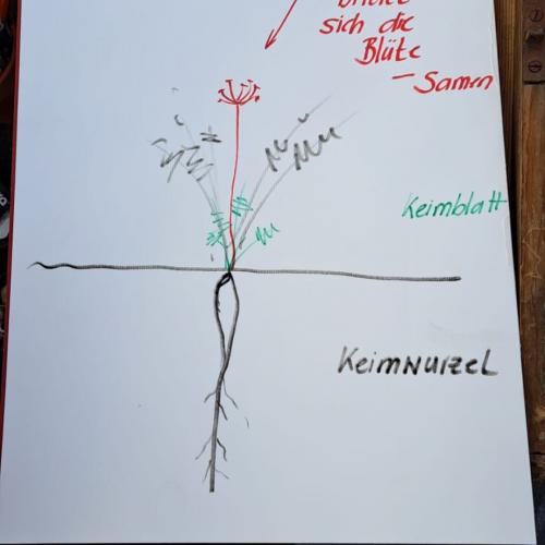 Gartenkistle 7