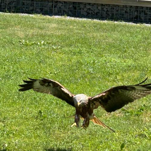 Greifvogel - Schau 4
